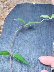 Thyrsanthella difformis