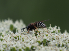 Dolichovespula albida