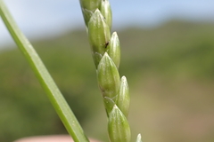 Urochloa plantaginea