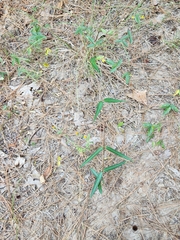 Thyrsanthella difformis