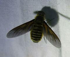 Poecilanthrax lucifer