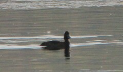 Aythya affinis