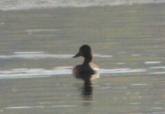 Aythya affinis