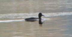 Aythya affinis
