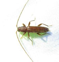Geropa concolor