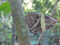 Colobura dirce dirce