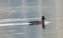 Aythya affinis