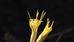 Ericameria nauseosa bernardina