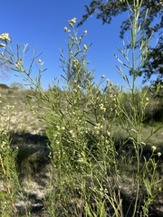 Baccharis neglecta