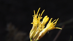 Ericameria nauseosa bernardina