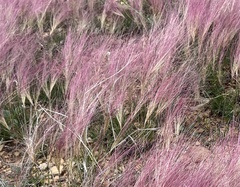 Aristida purpurea