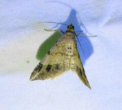 Psamatodes abydata