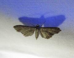 Protoproutia laredoata