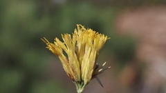 Ericameria nauseosa bernardina