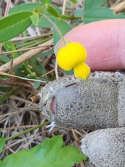Crotalaria sagittalis