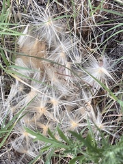 Asclepiadoideae