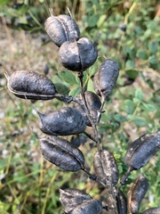 Baptisia
