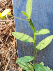 Crotalaria sagittalis