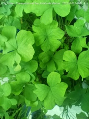 Oxalis articulata