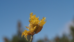 Ericameria nauseosa bernardina