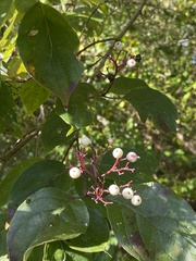 Cornus racemosa