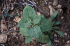 Brickellia grandiflora