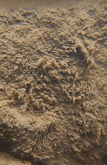 Bacteria