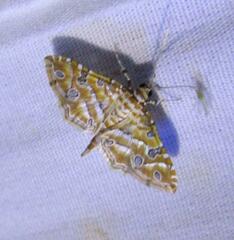 Ommatospila narcaeusalis