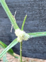 Cyperus sesquiflorus