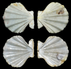 Mirapecten