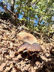 Chlorophyllum brunneum