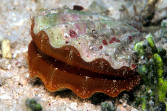 Mirapecten