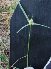 Cyperus sesquiflorus