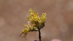 Ericameria nauseosa bernardina