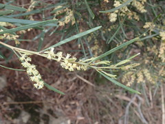 Acacia mucronata