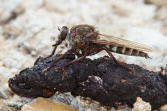 Promachus albifacies