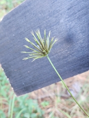 Bidens bipinnata