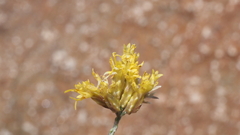 Ericameria nauseosa bernardina