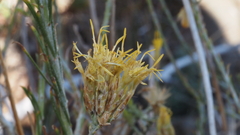 Ericameria nauseosa bernardina