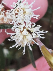 Hakea carinata