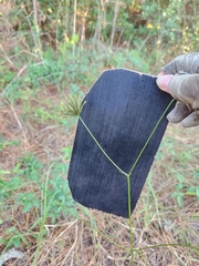 Bidens bipinnata