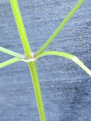 Bidens bipinnata