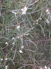 Hakea carinata