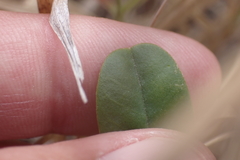Crotalaria retusa