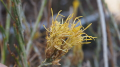 Ericameria nauseosa bernardina