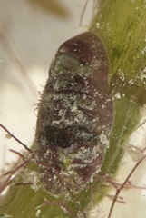 Lepidochitona liozonis