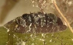 Lepidochitona liozonis