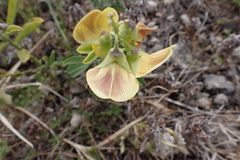Crotalaria retusa