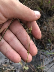 Rhynchospora microcephala