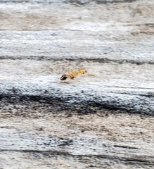 Tetramorium bicarinatum